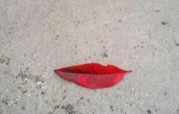 leaf-lips.jpg.19030e71e327be2bb1dd01c0d39e0ef2.jpg