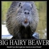 beaver